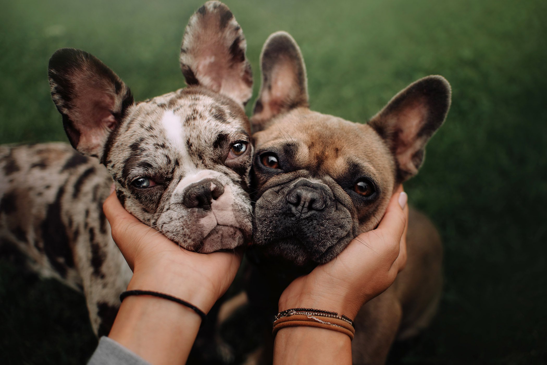 pets at The Parkton Apartments in Mableton Georgia